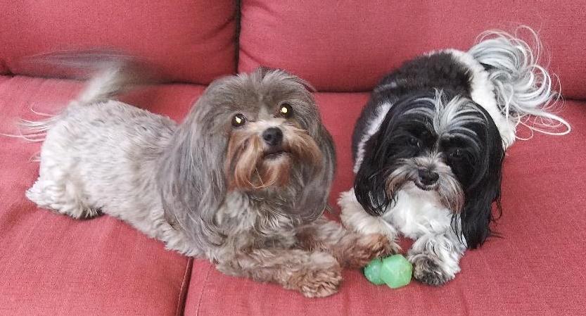 Enlarge Milo and Lola, an adopted Shih Tzu in Salem, OR image 1/1