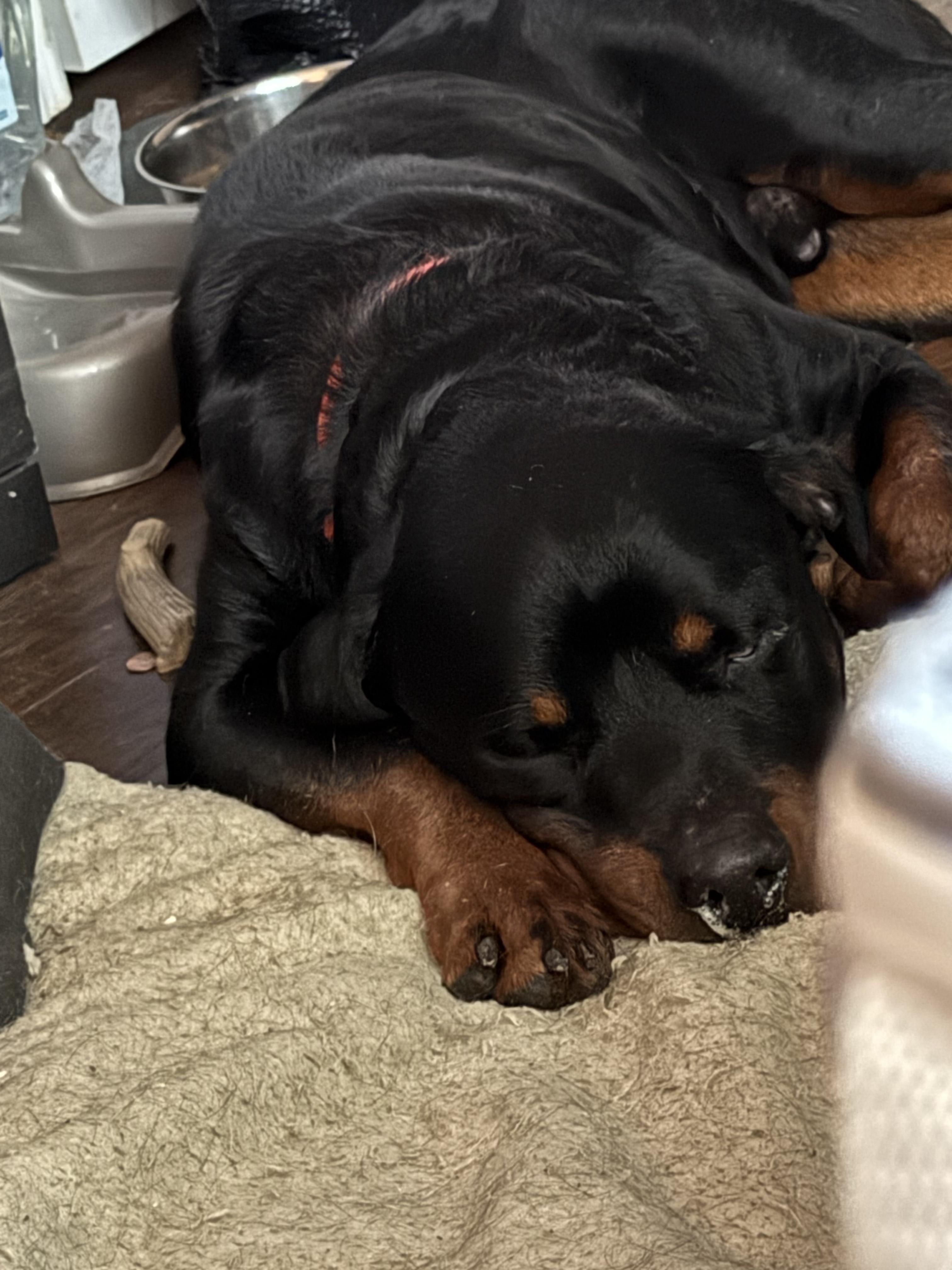 Jett, a ADOPTABLE Rottweiler in Conway, SC image 2/3