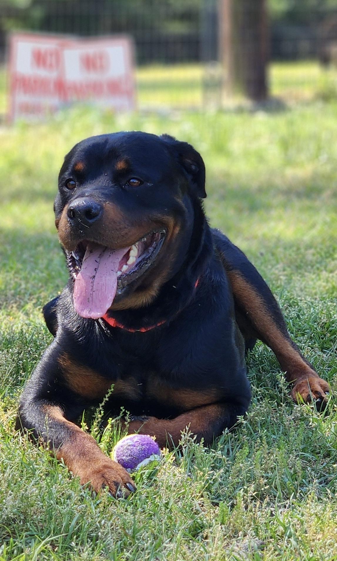 Jett, ADOPTABLE, Young Male Rottweiler.