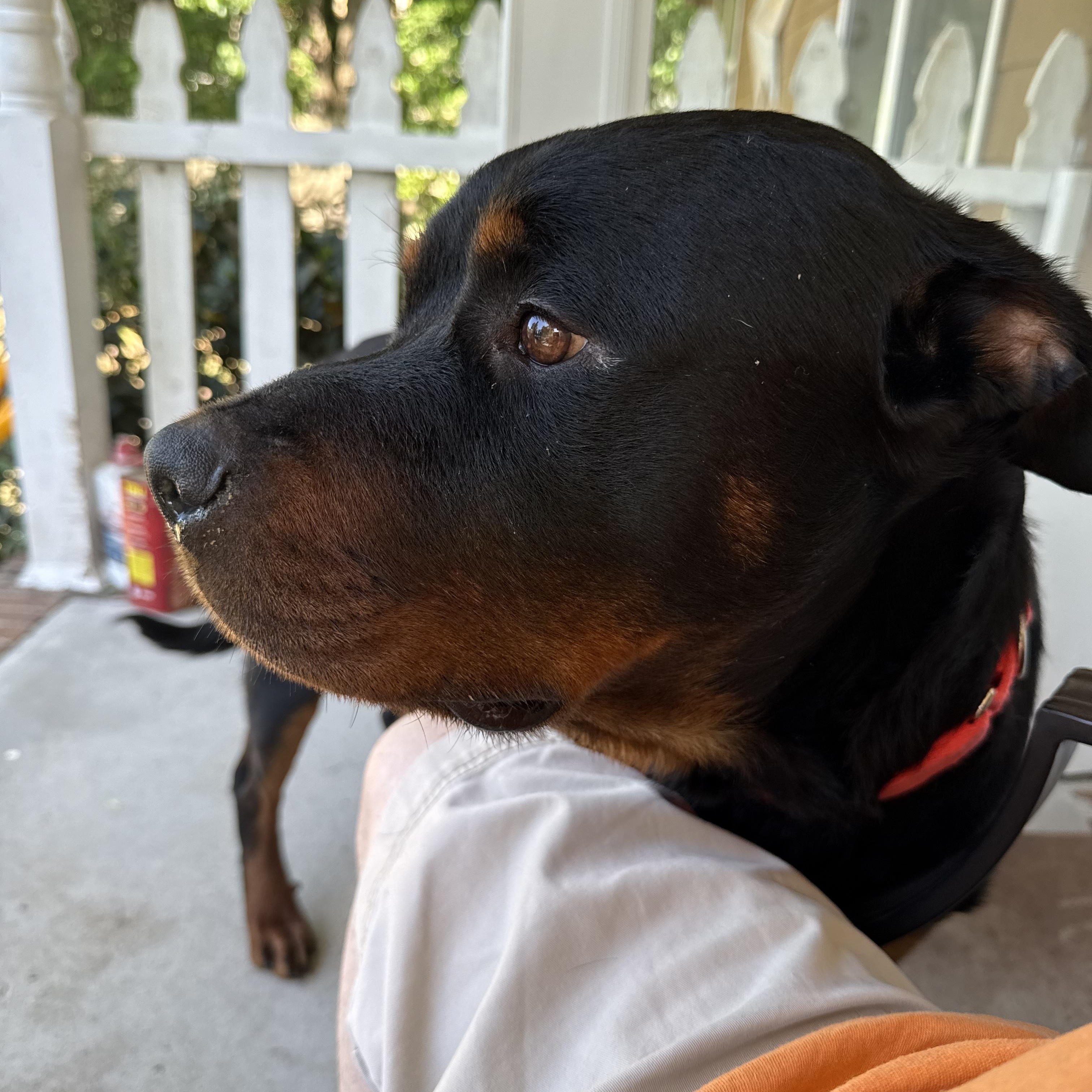 Jett, a ADOPTABLE Rottweiler in Conway, SC image 3/3