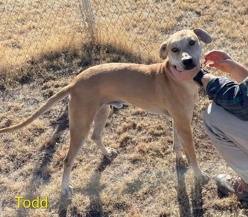 Enlarge Todd, a Adoptable mixed breed in Springerville, AZ image 1/1
