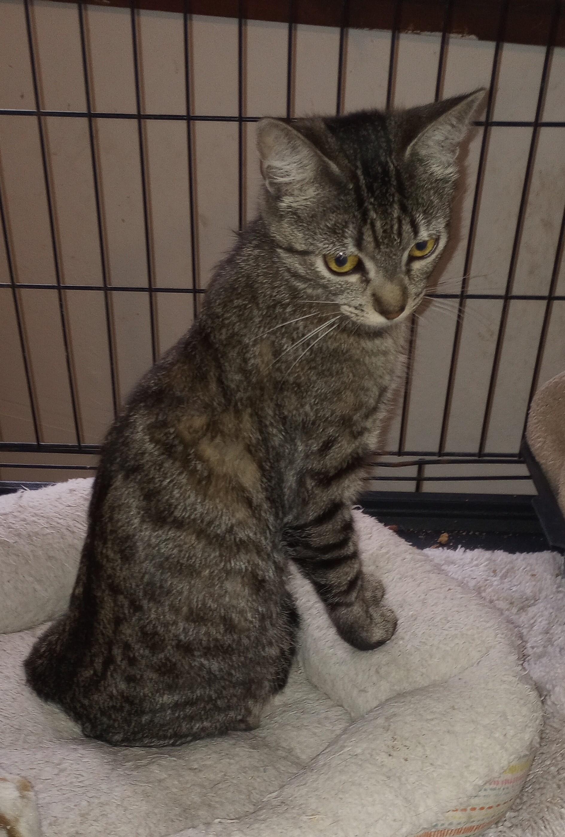 Enlarge Delilah, a Adoptable Domestic Short Hair in Santa Rosa, CA image 2/3