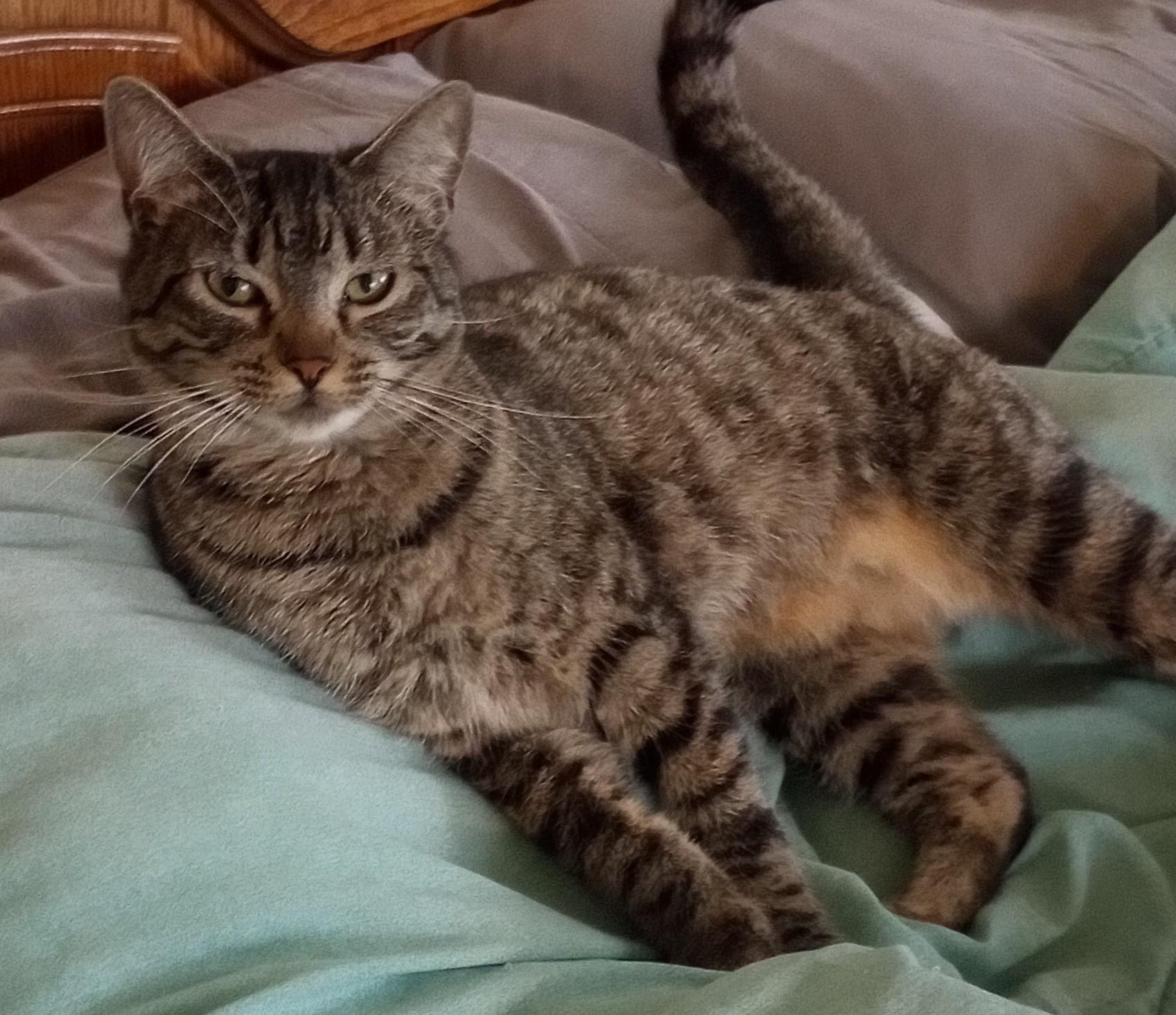 Delilah, Adoptable, Young Female Domestic Short Hair.