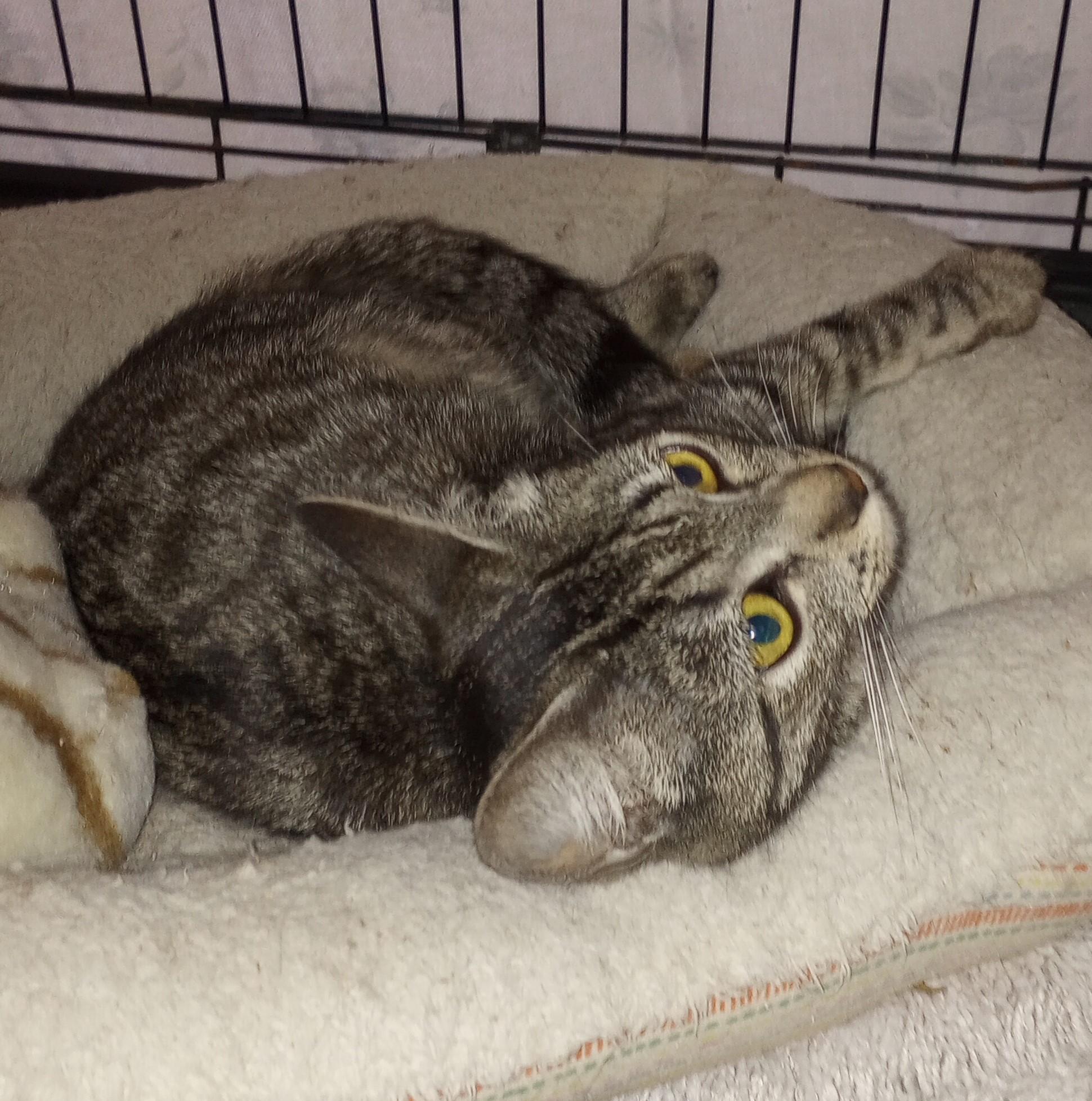 Enlarge Delilah, a Adoptable Domestic Short Hair in Santa Rosa, CA image 3/3