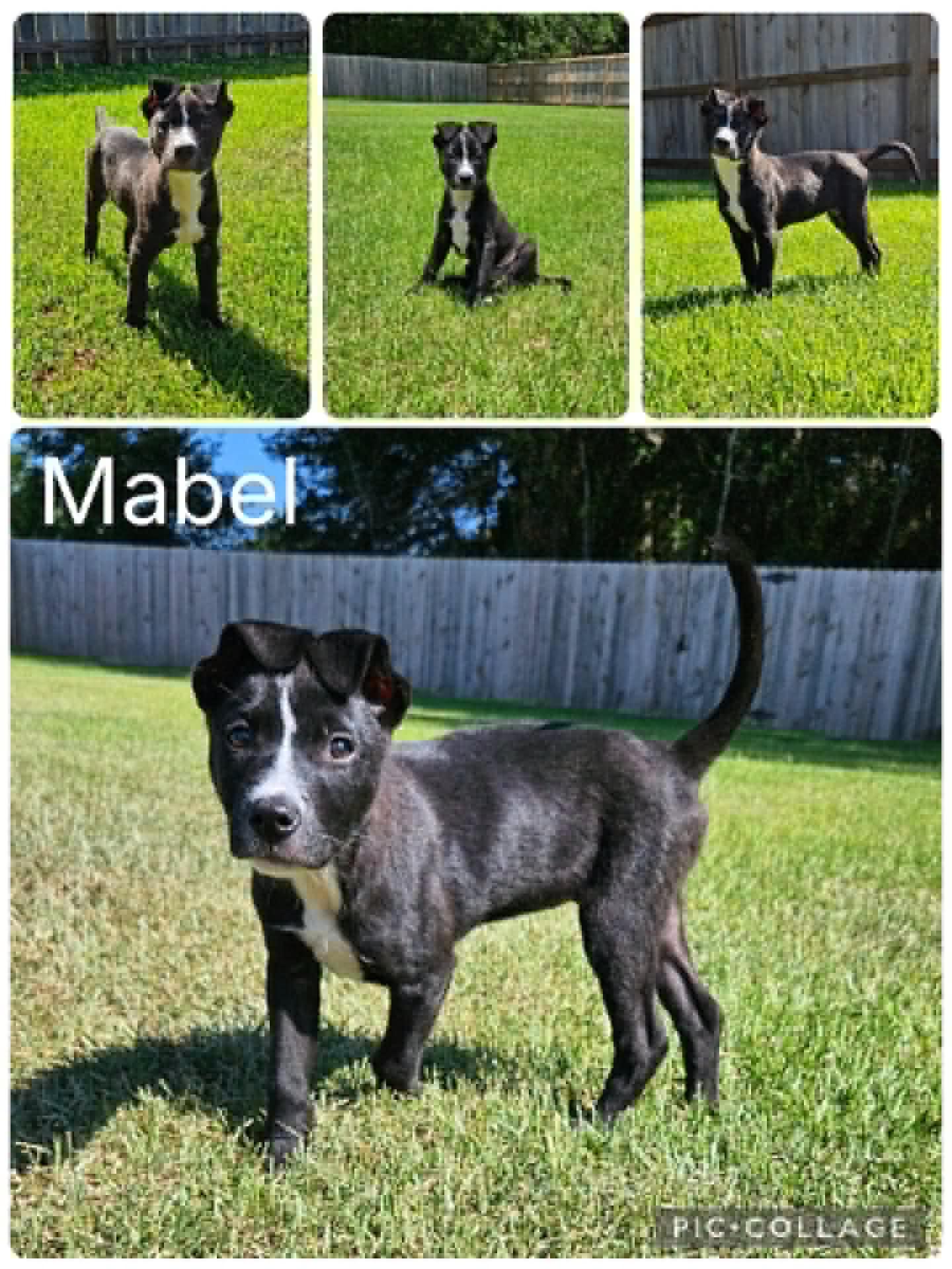 Enlarge Mabel, an adopted mixed breed in Enterprise, AL image 1/1