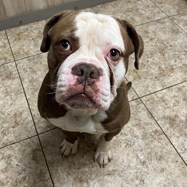 Mauerbauertraurigkeit, Adoptable, Adult Male Mixed Breed.