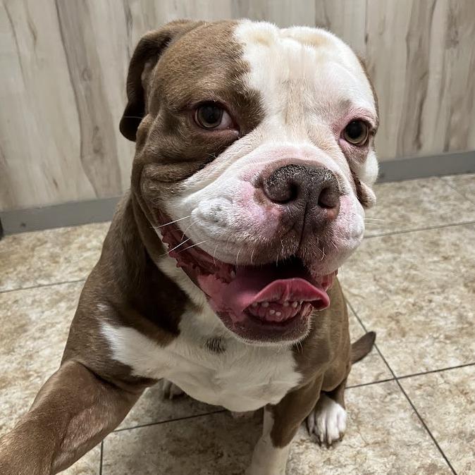 Mauerbauertraurigkeit, a Adoptable Mixed Breed in DeKalb, IL image 3/6