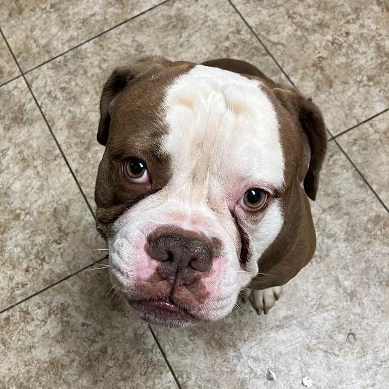 Mauerbauertraurigkeit, a Adoptable Mixed Breed in DeKalb, IL image 4/6