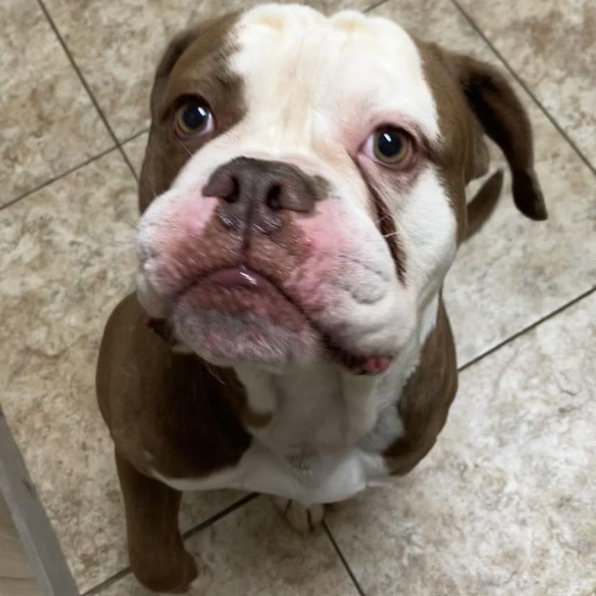 Mauerbauertraurigkeit, a Adoptable Mixed Breed in DeKalb, IL image 5/6
