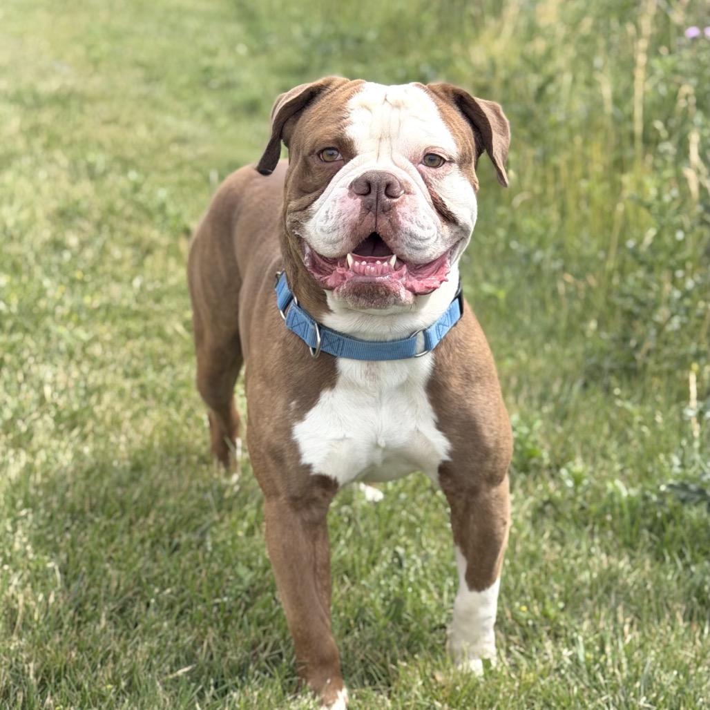 Mauerbauertraurigkeit, a Adoptable Mixed Breed in DeKalb, IL image 6/6