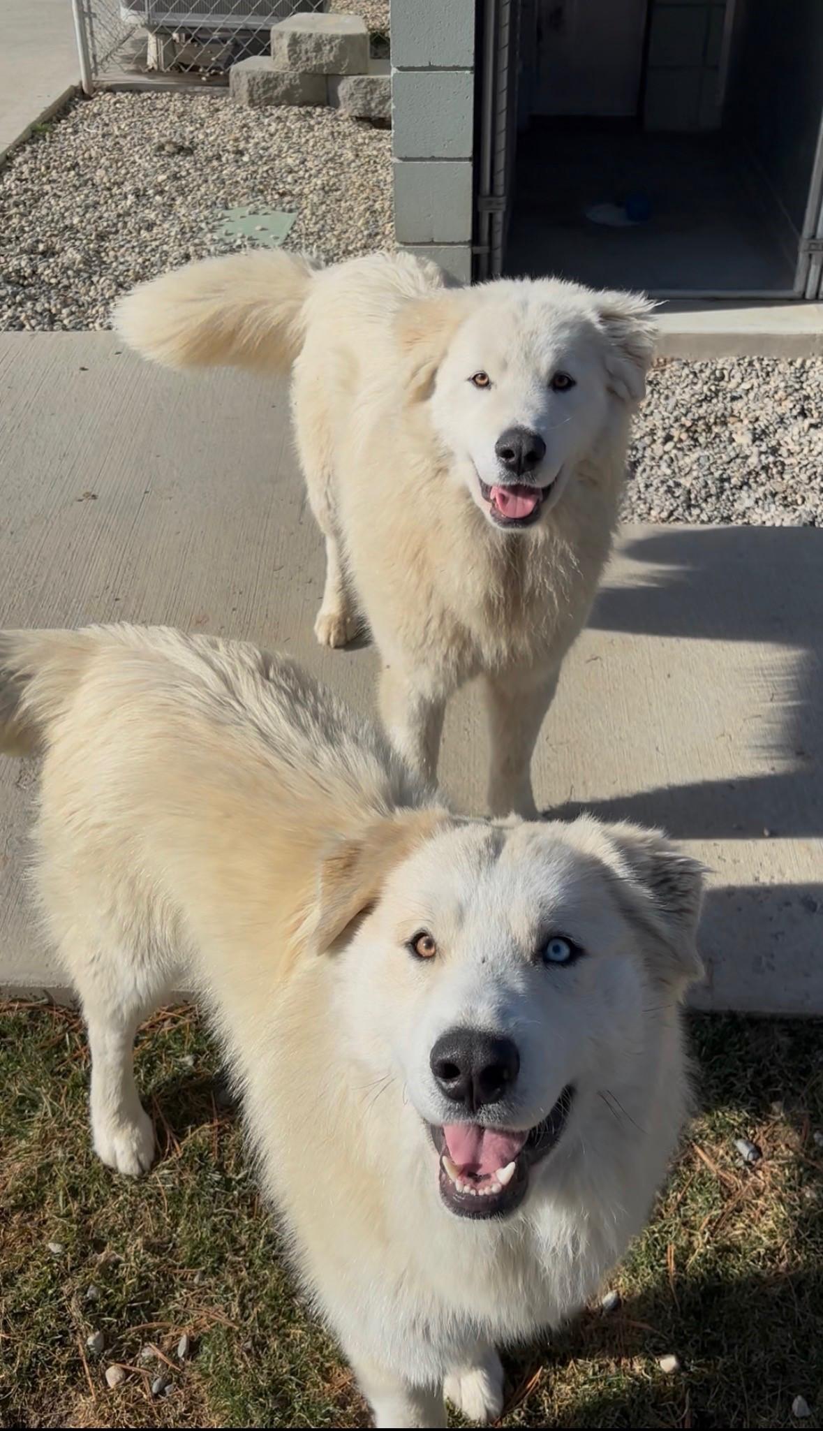 Cody & Cooper, ADOPTABLE, Young Male Great Pyrenees.