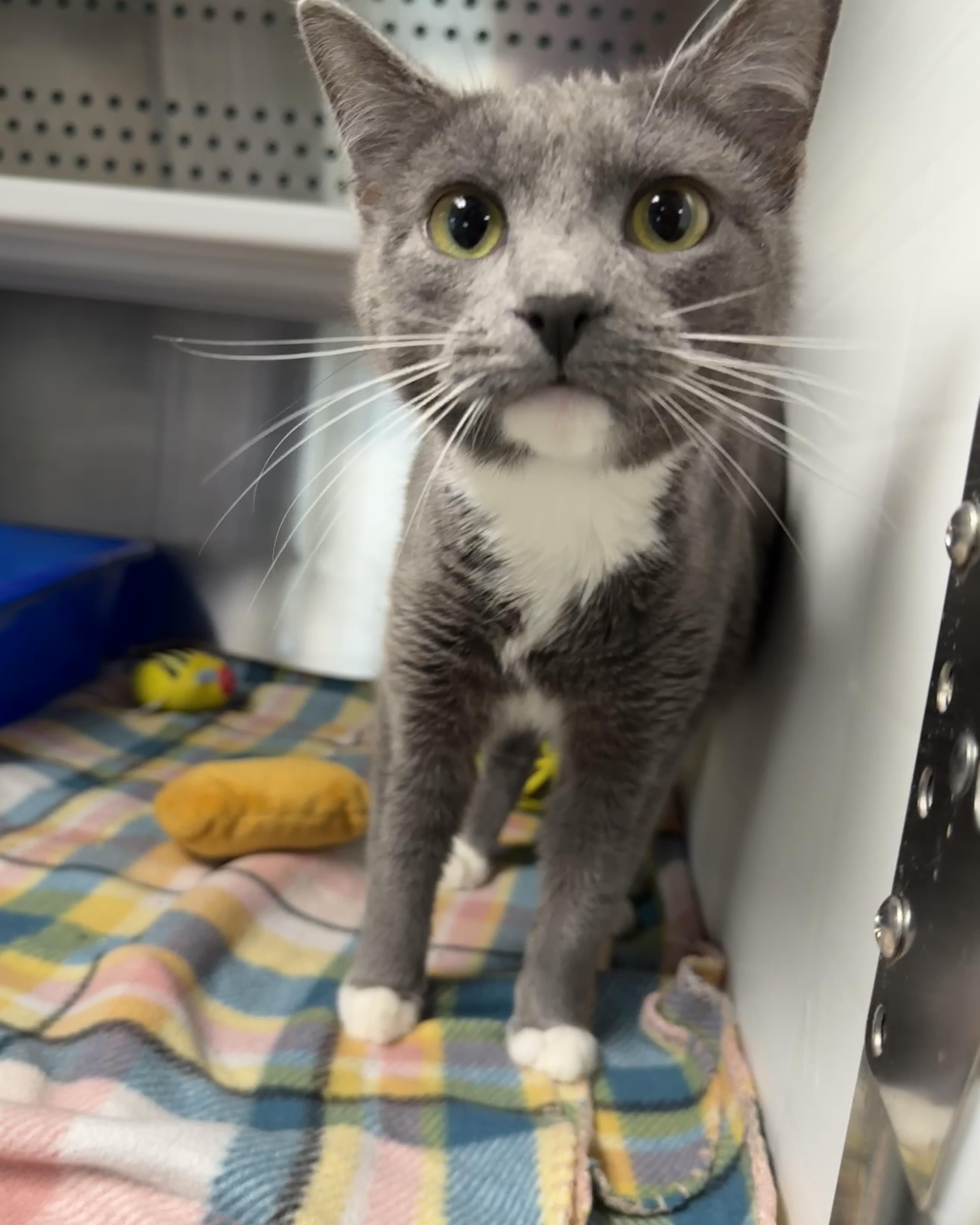 Enlarge Dixie, an adopted Domestic Short Hair in Seneca, PA image 2/5