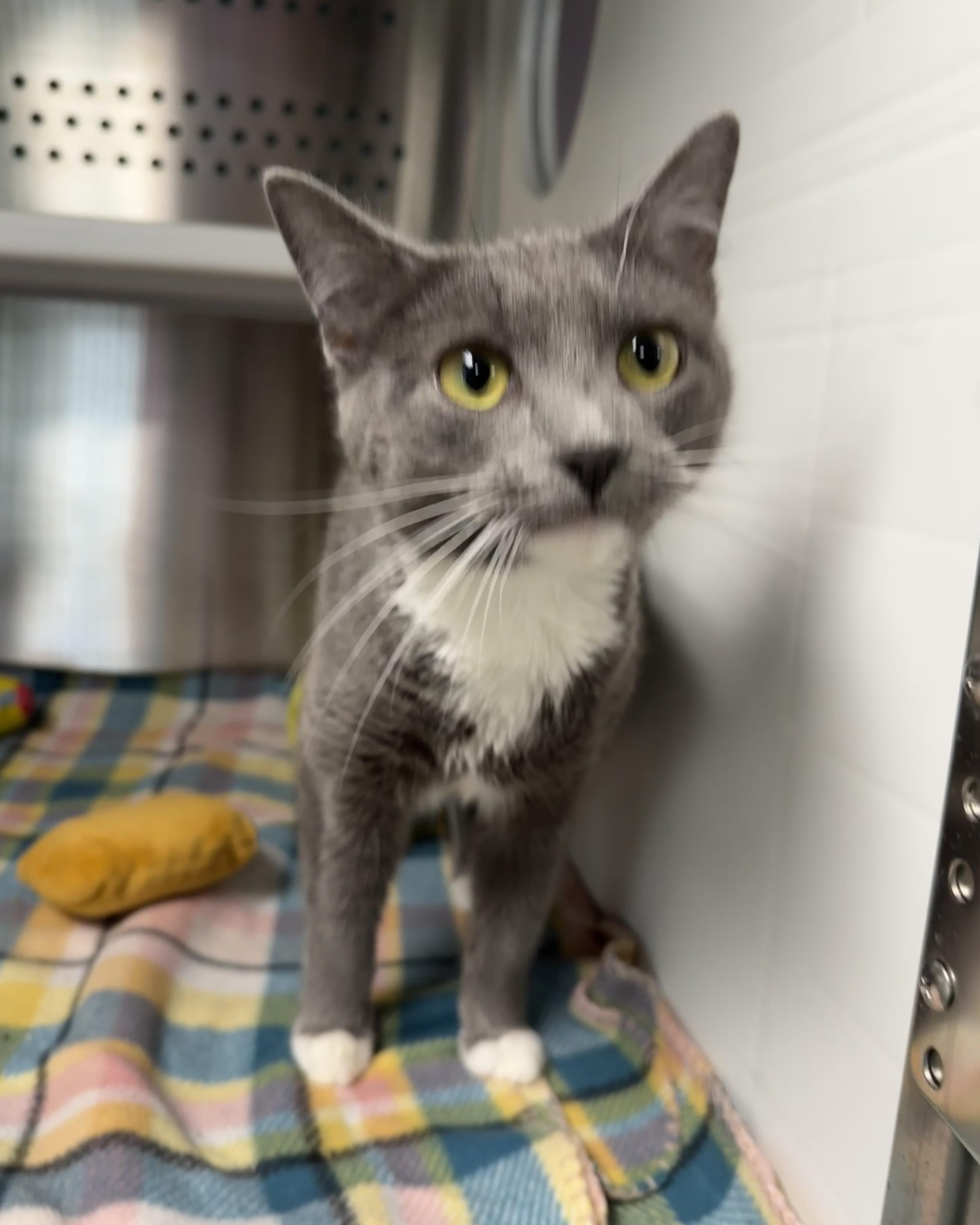 Dixie, adopted, Young Female Domestic Short Hair.