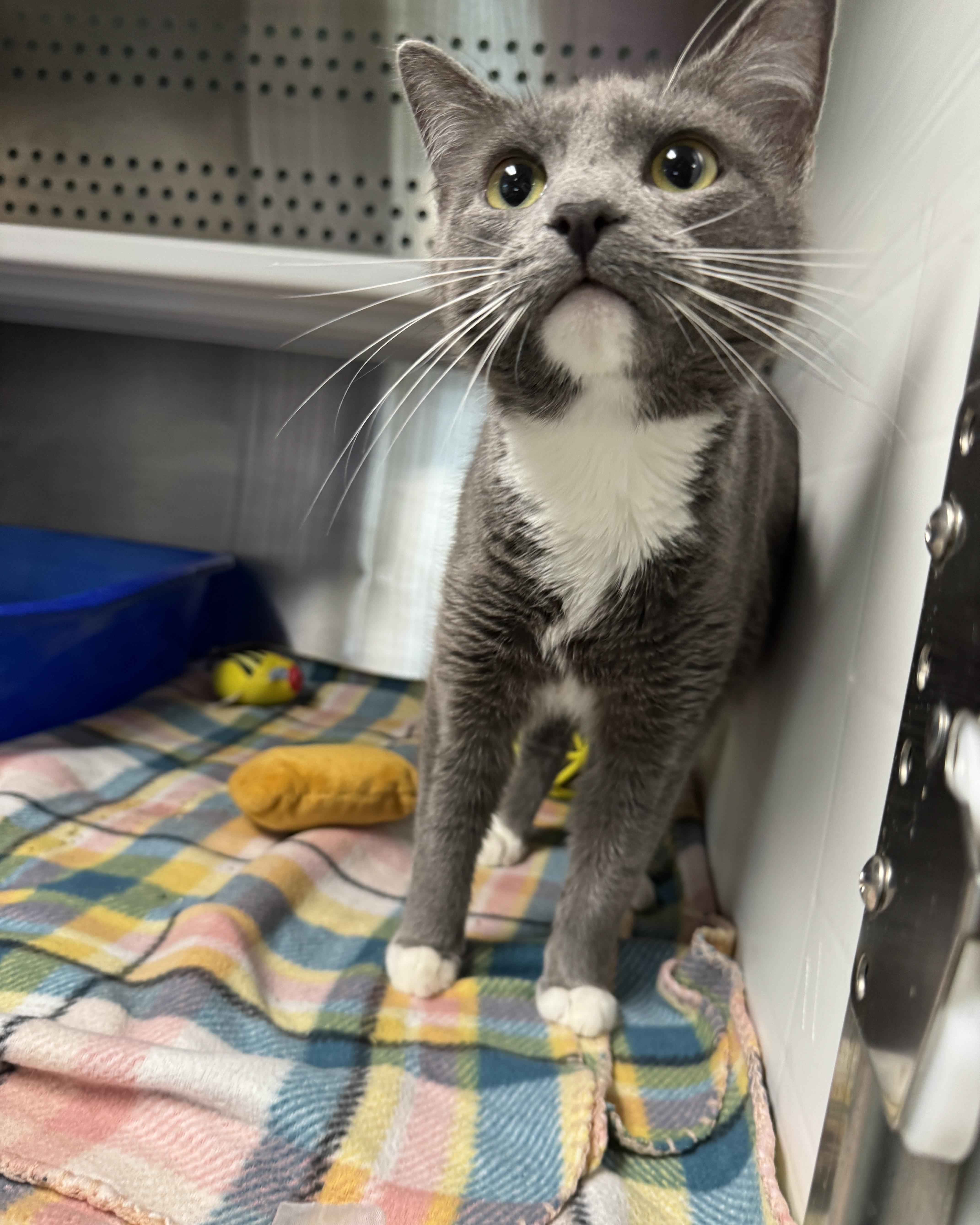 Enlarge Dixie, an adopted Domestic Short Hair in Seneca, PA image 3/5