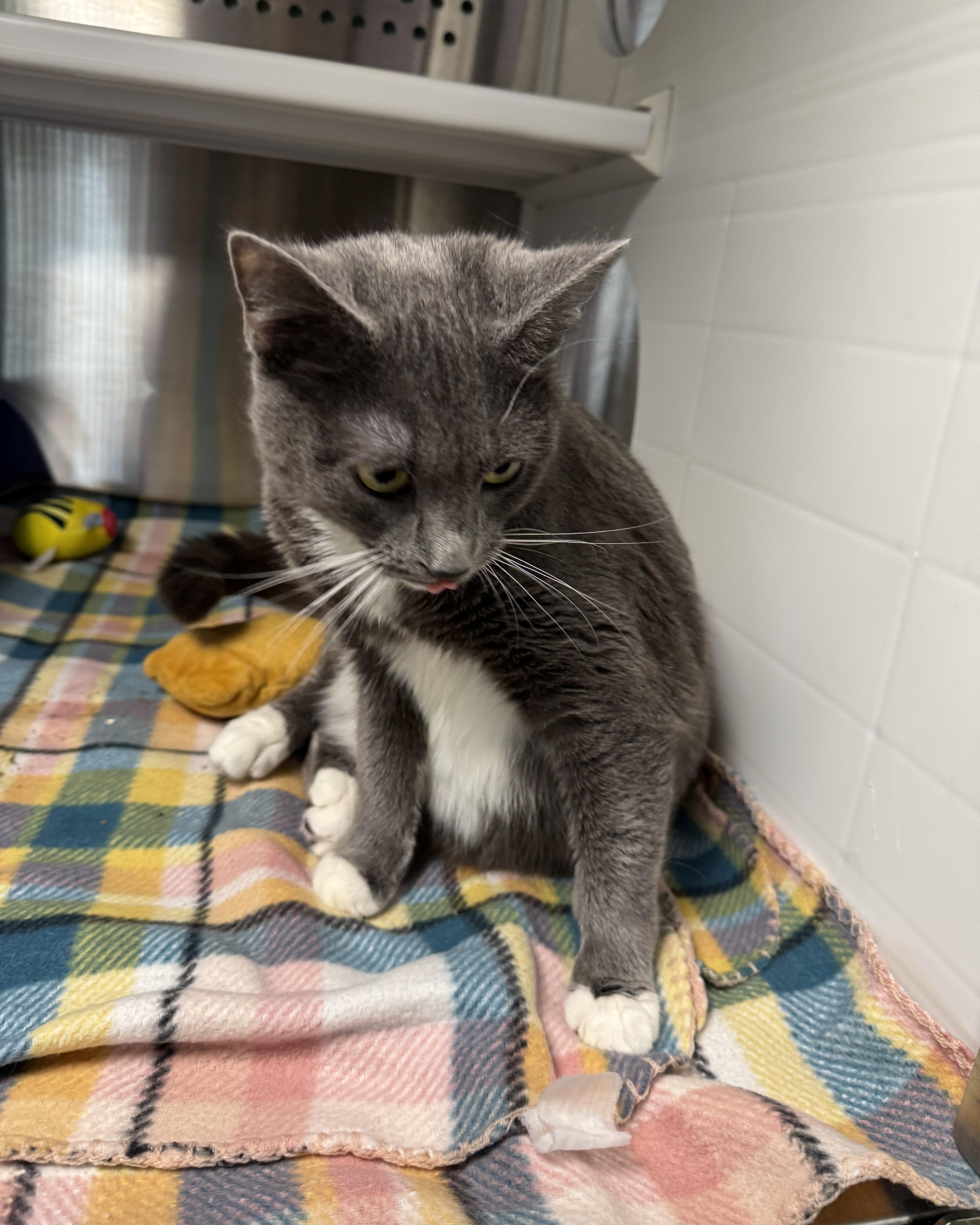 Enlarge Dixie, an adopted Domestic Short Hair in Seneca, PA image 5/5