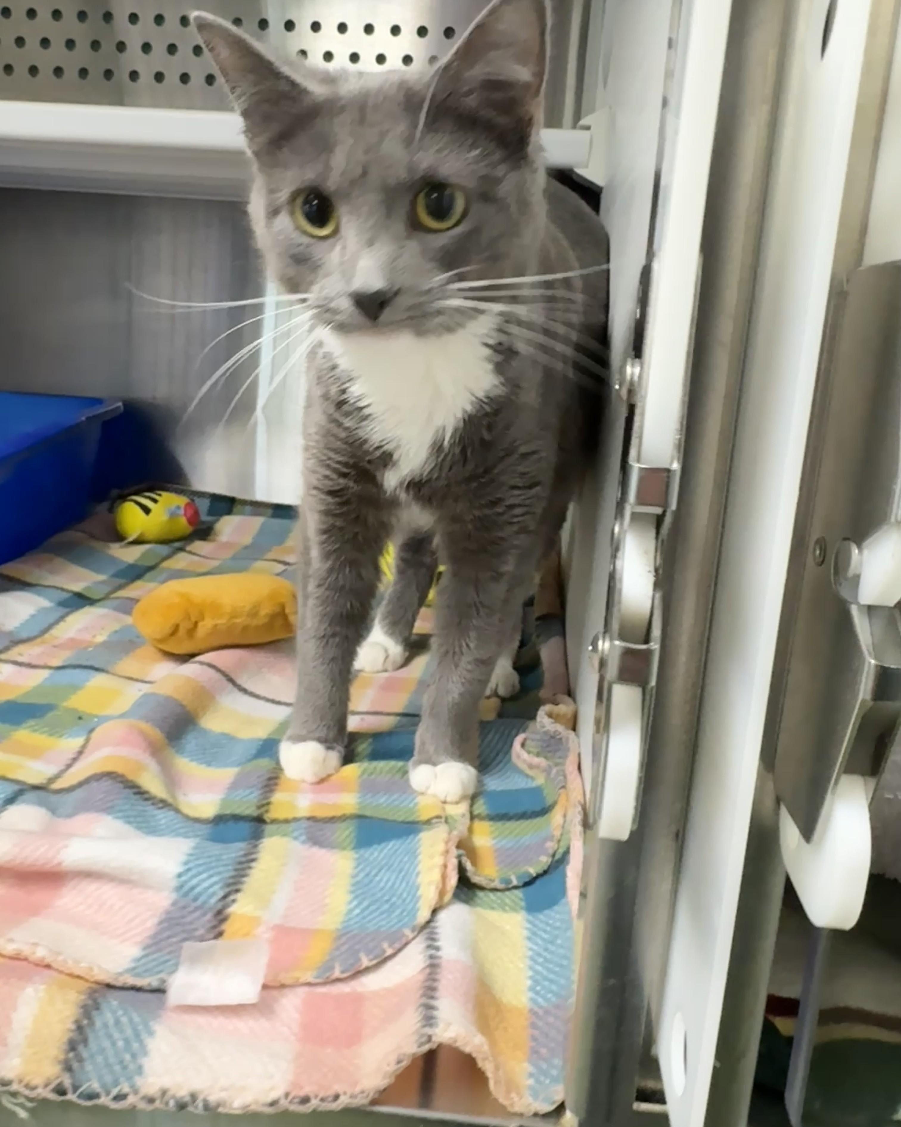 Enlarge Dixie, an adopted Domestic Short Hair in Seneca, PA image 4/5