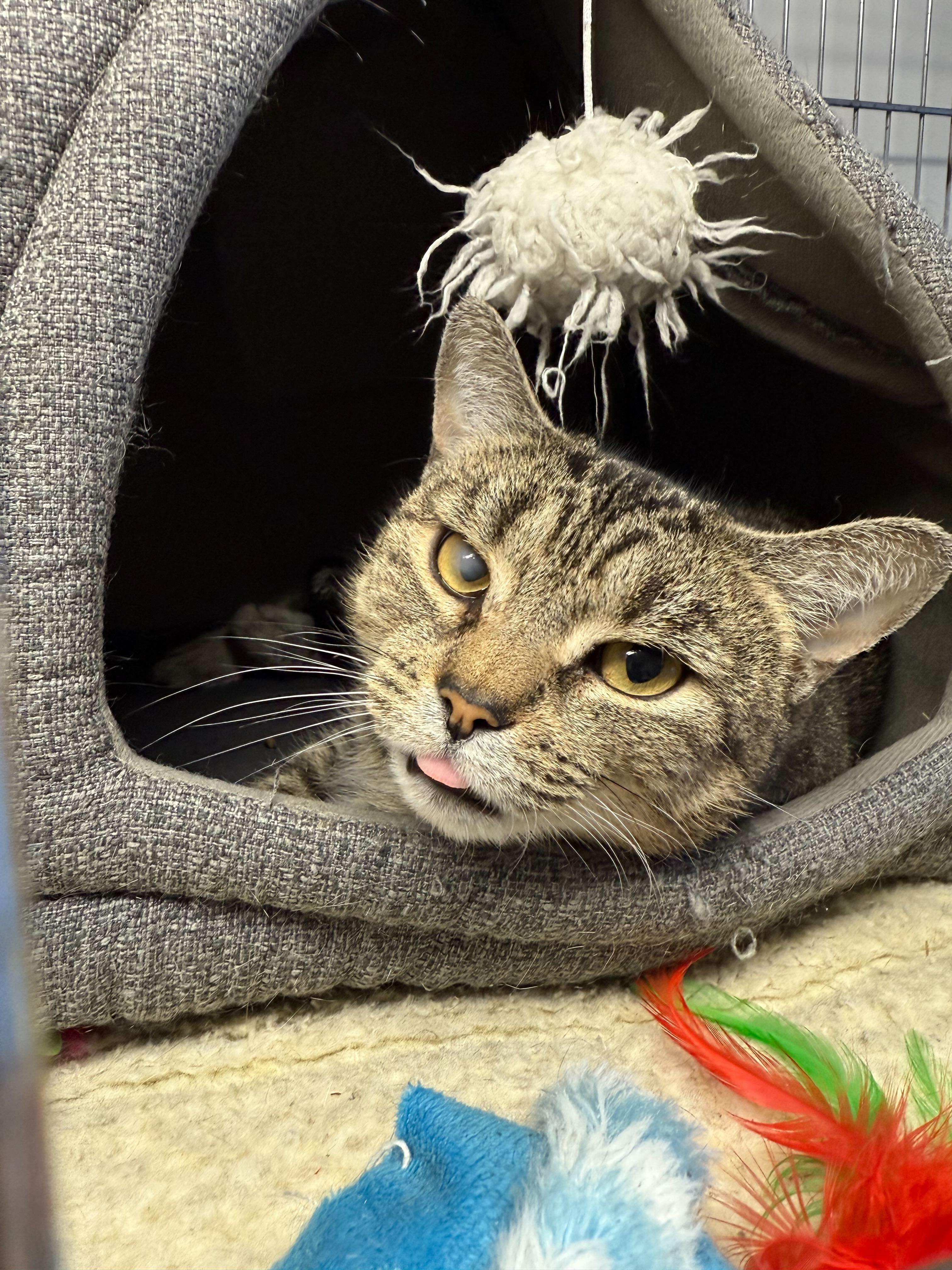 Enlarge Pastina- I need a cat friend!, an adoption pending Domestic Short Hair in Manchester, NH image 1/1