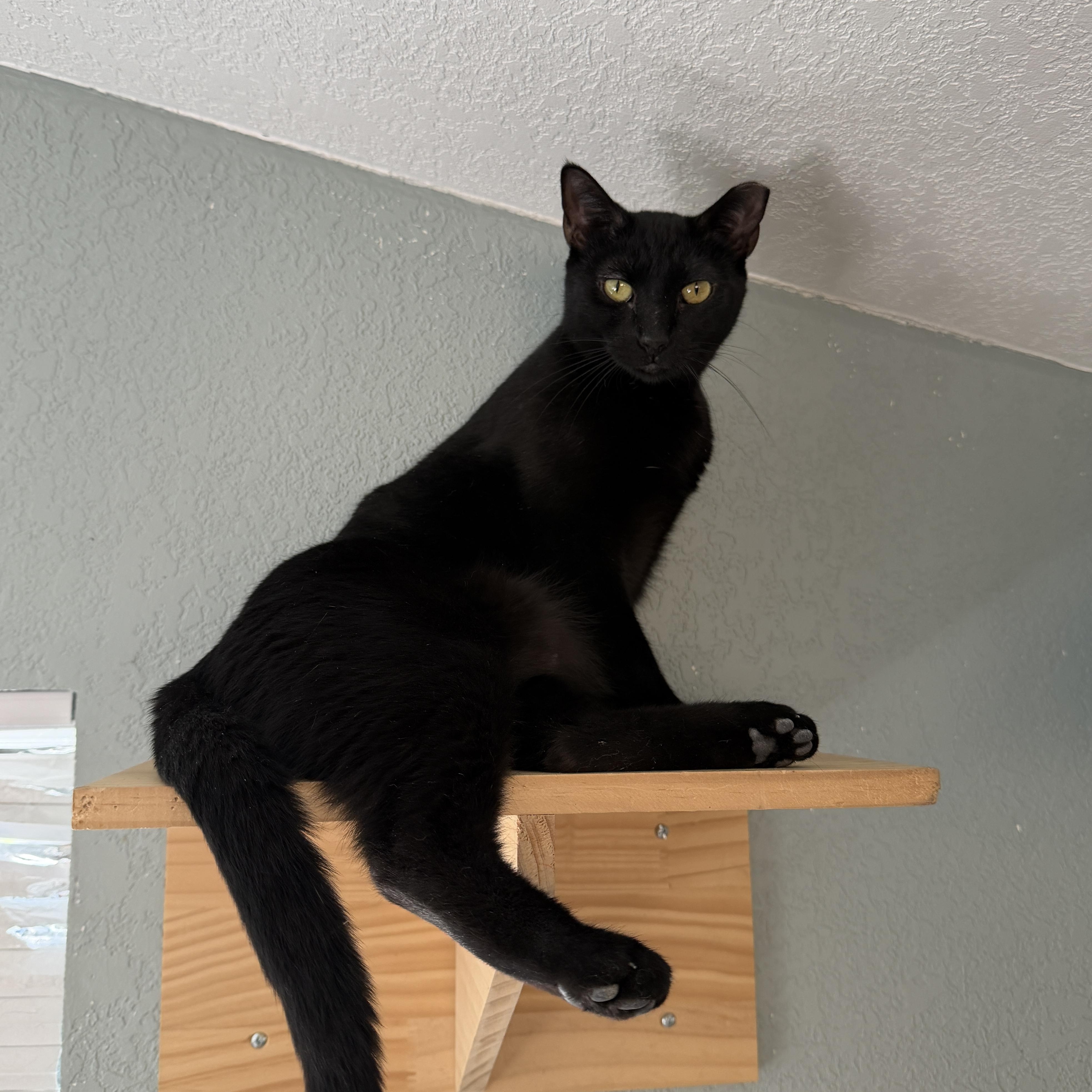 Enlarge Marceline, a ADOPTABLE Domestic Short Hair in Chandler, AZ image 2/4