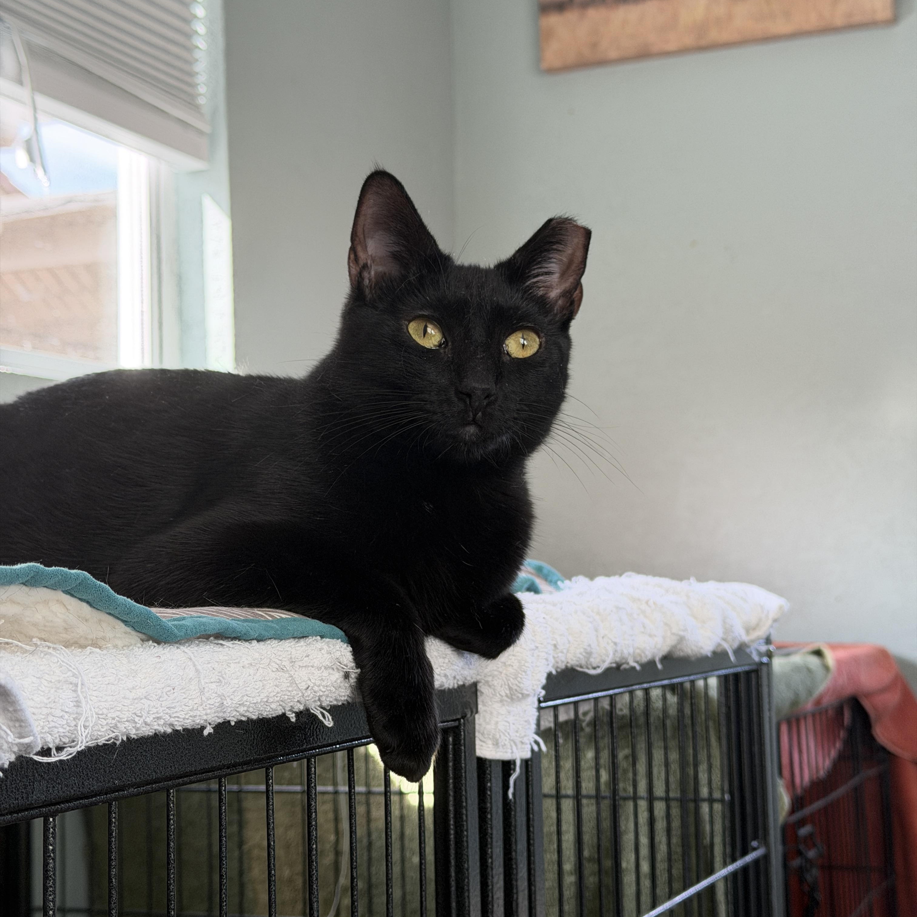 Enlarge Marceline, a ADOPTABLE Domestic Short Hair in Chandler, AZ image 3/4