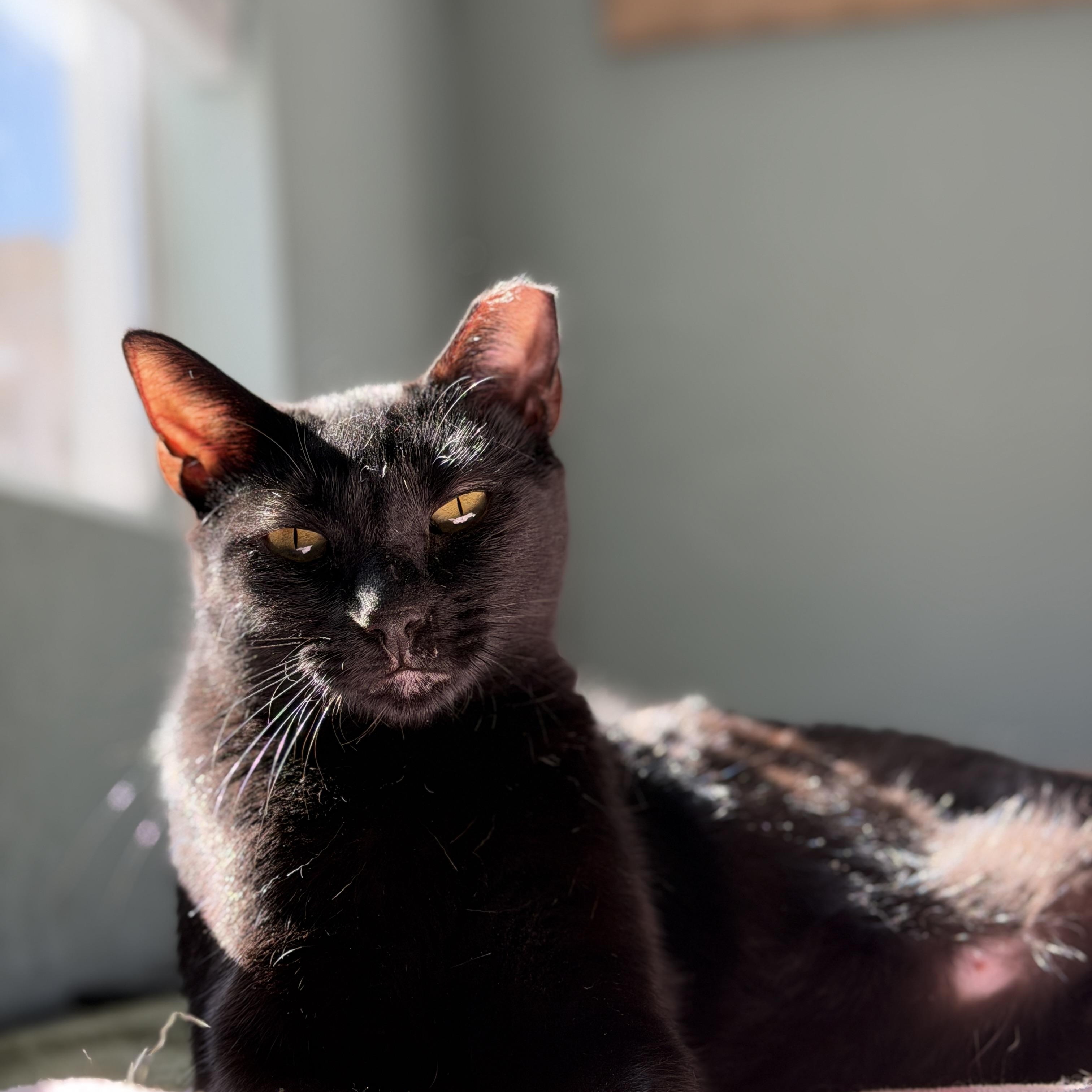 Marceline, ADOPTABLE, Young Female Domestic Short Hair.