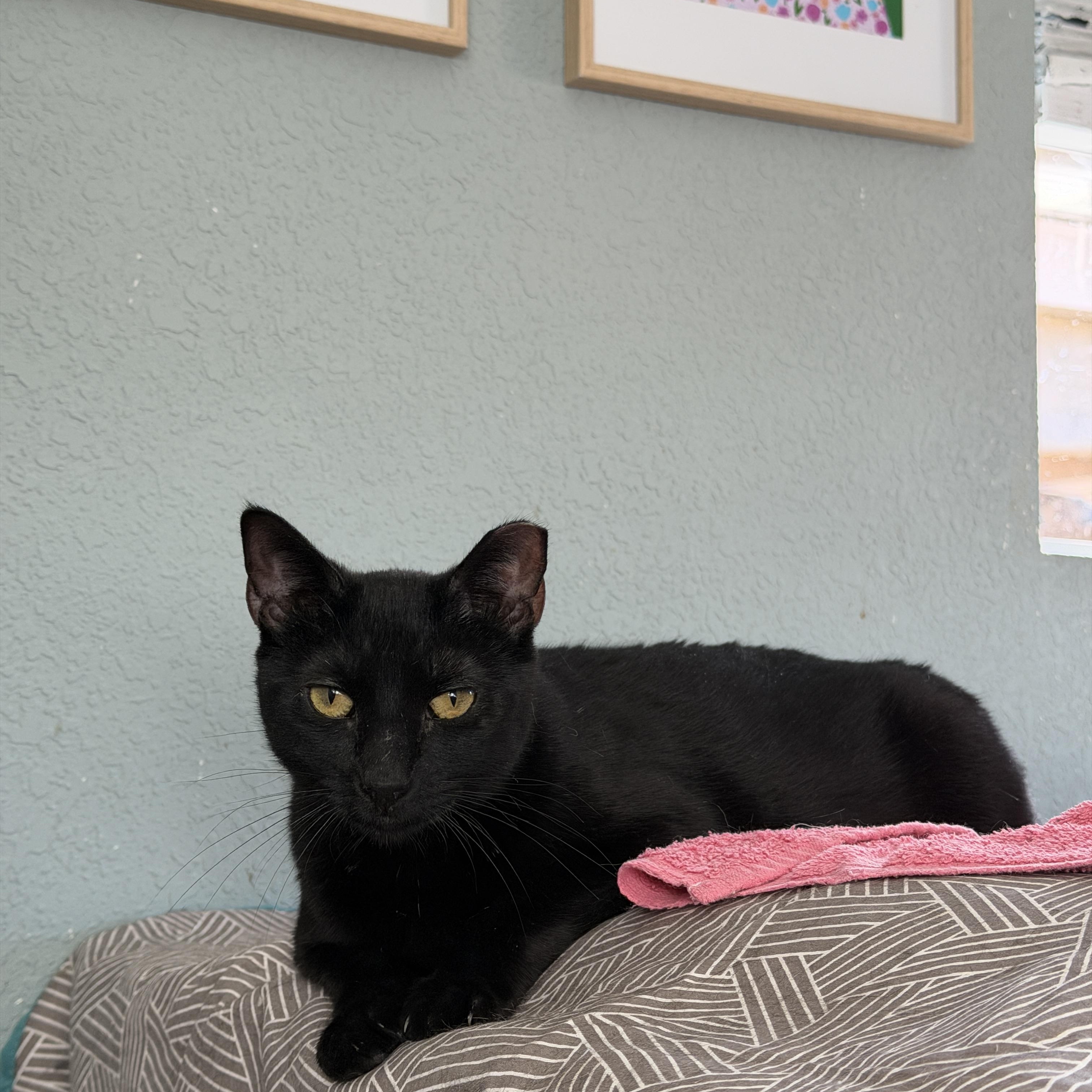 Enlarge Marceline, a ADOPTABLE Domestic Short Hair in Chandler, AZ image 4/4