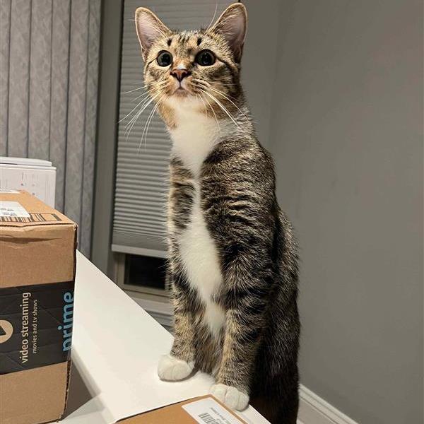 Enlarge Rio, a Adoptable Domestic Short Hair in Fairfax, VA image 1/2