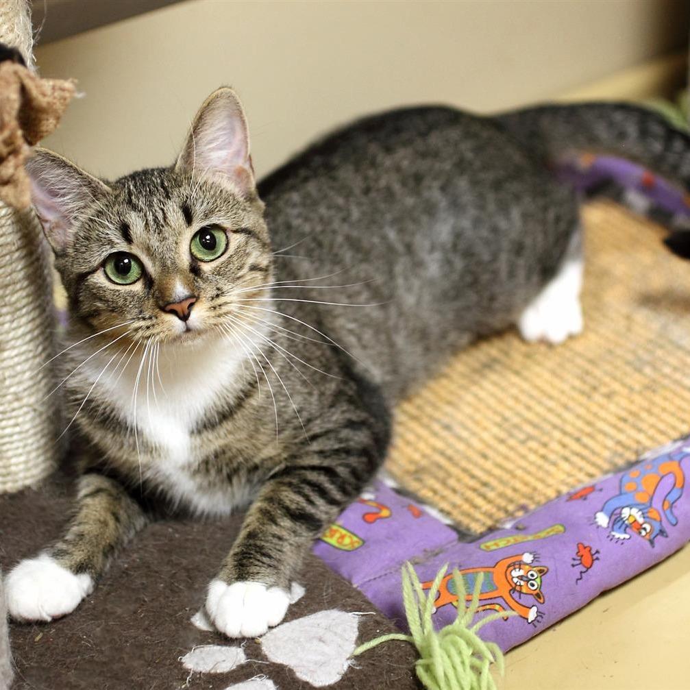 Rio, Adoptable, Adult Female Domestic Short Hair.