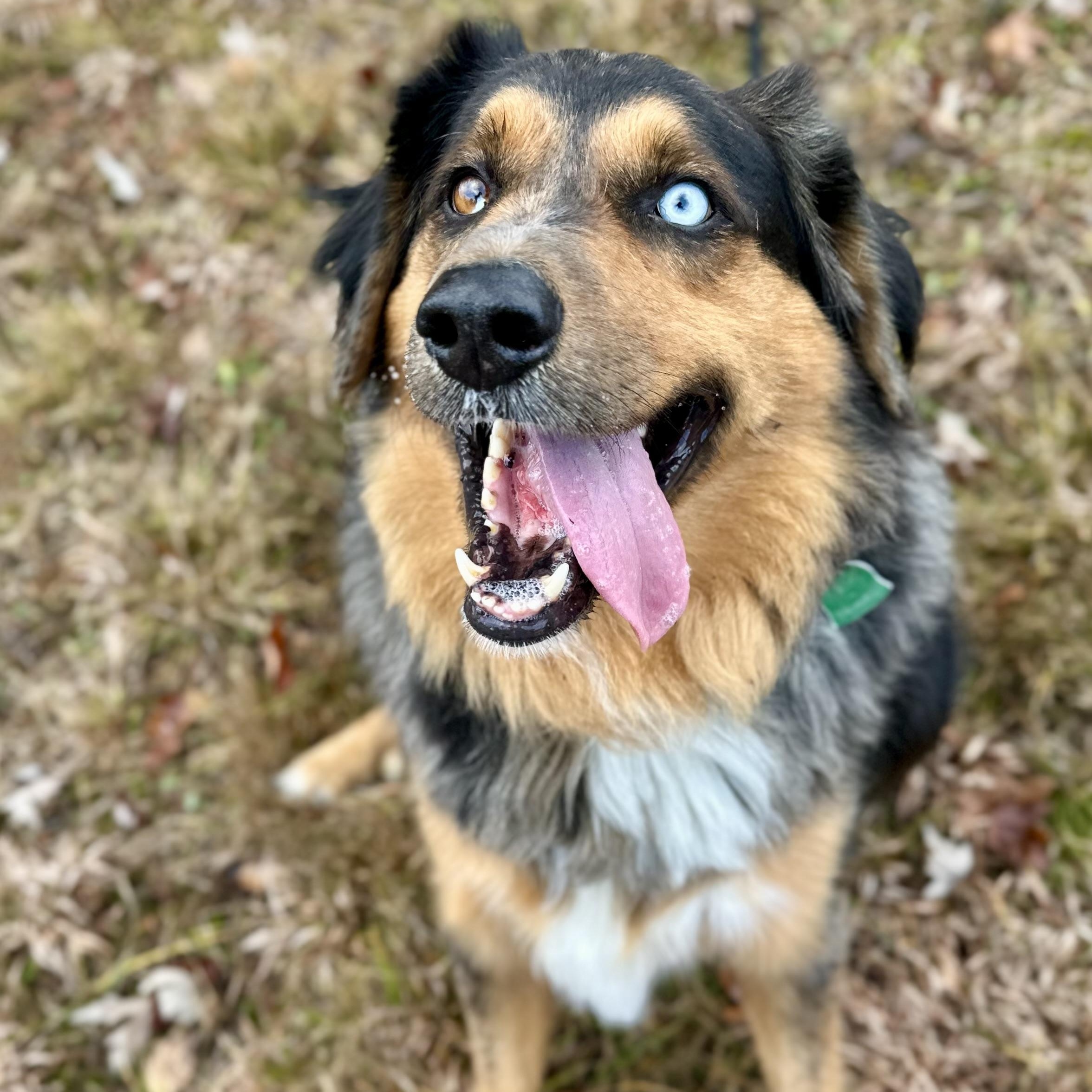 Brody, Adult Male unknown