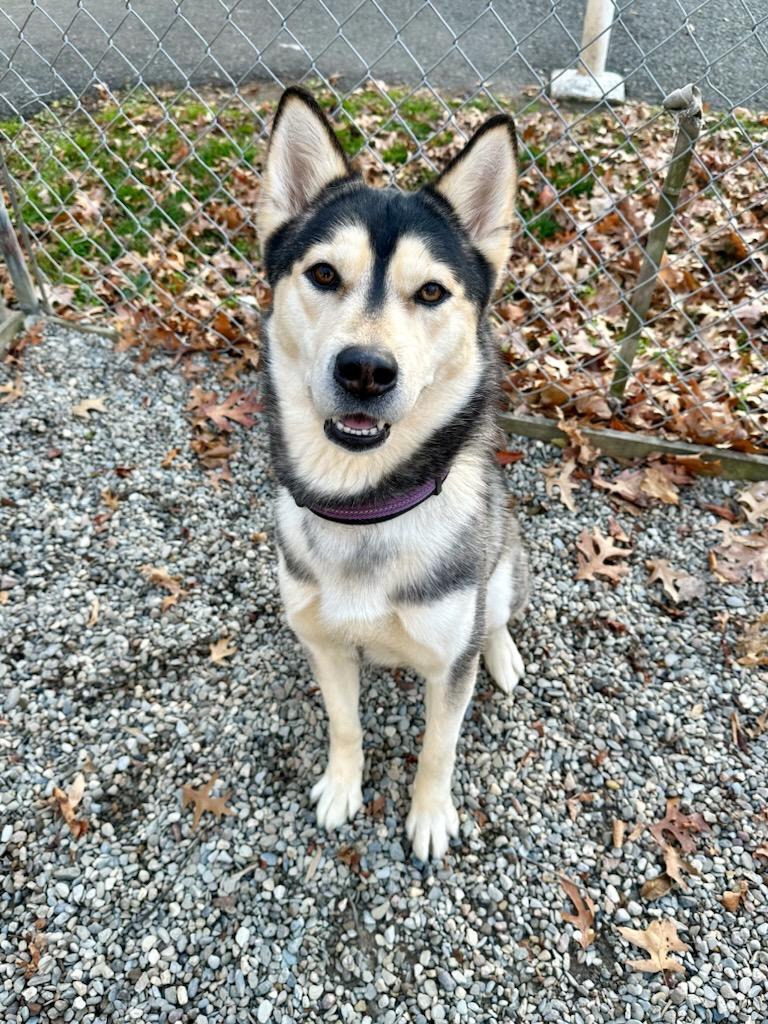 Enlarge Mackie, a Adoptable mixed breed in Parsippany, NJ image 2/3