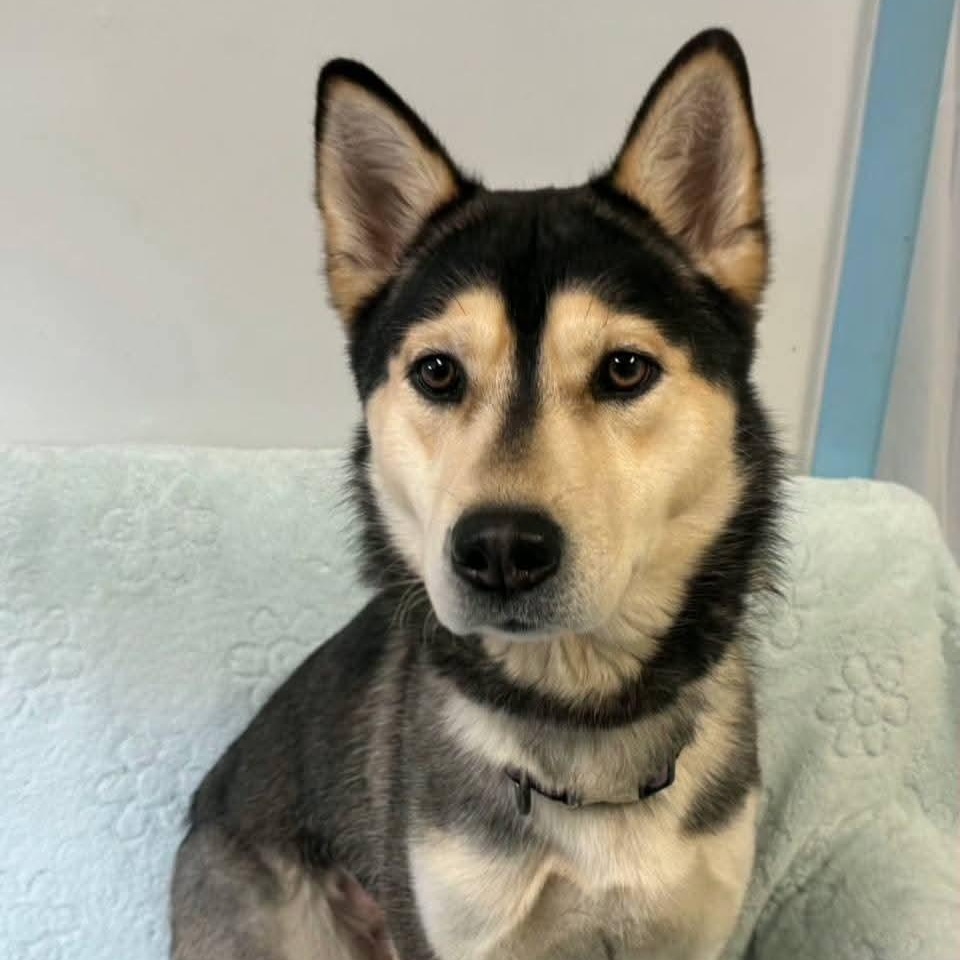 Mackie, Adoptable, Young Female Husky & Shiba Inu.