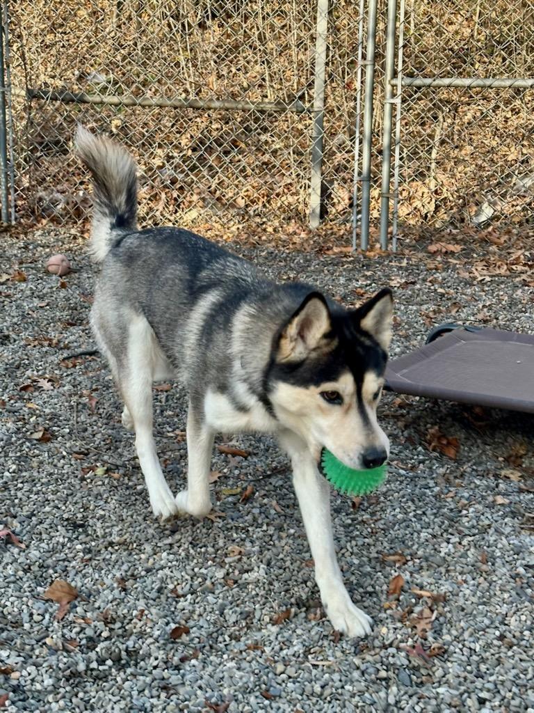 Enlarge Mackie, a Adoptable mixed breed in Parsippany, NJ image 3/3