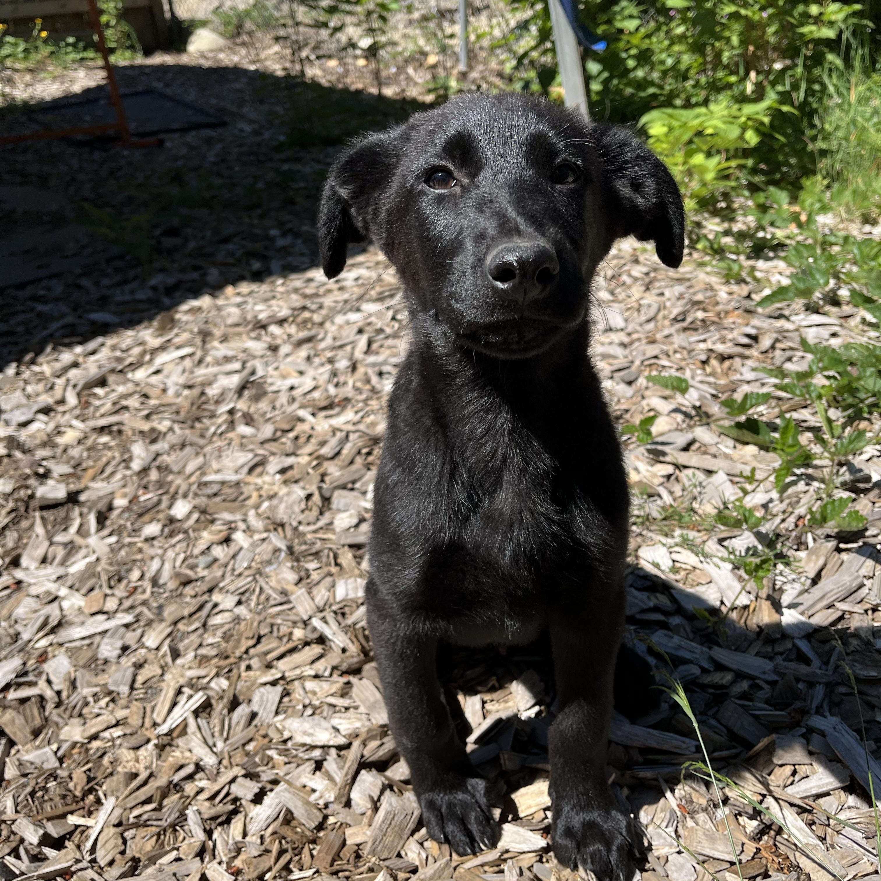 Enlarge Ash, an adopted mixed breed in Snoqualmie, WA image 6/6