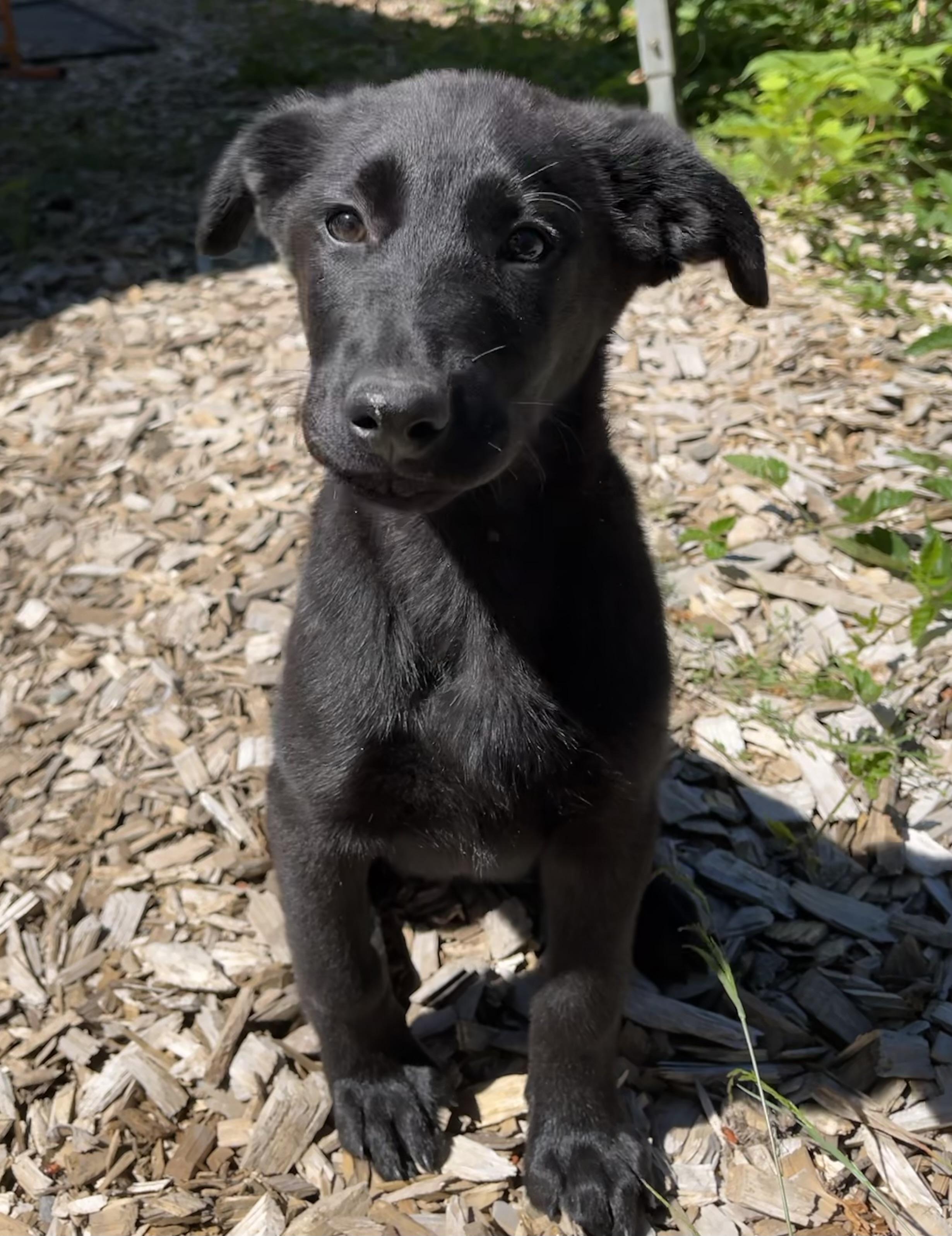 Enlarge Ash, an adopted mixed breed in Snoqualmie, WA image 5/6