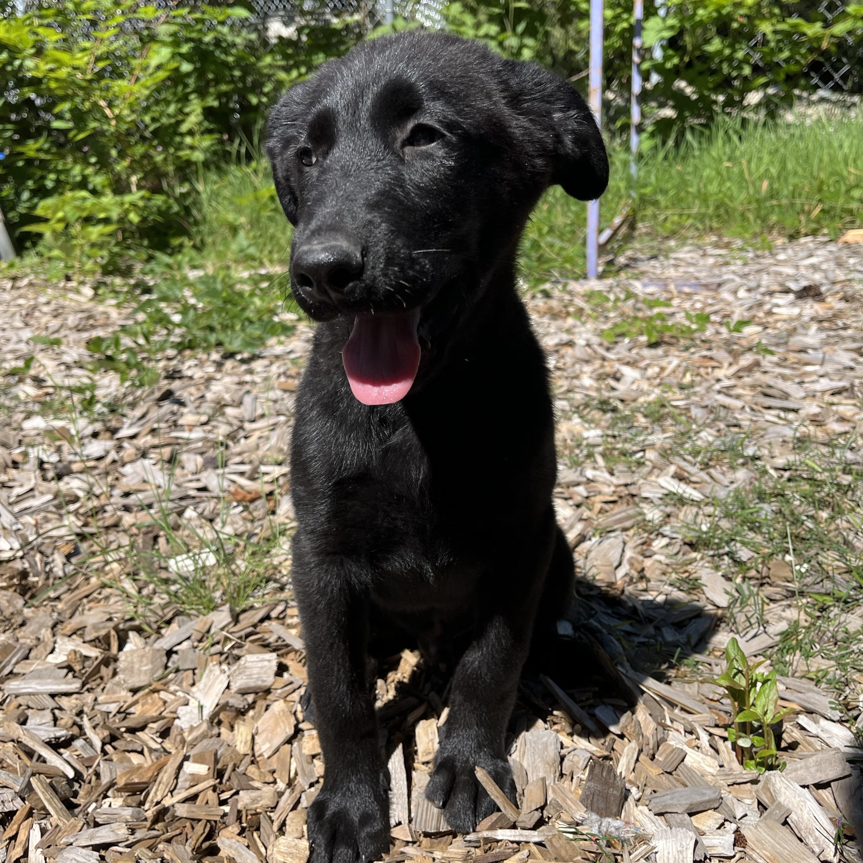 Enlarge Ash, an adopted mixed breed in Snoqualmie, WA image 2/6