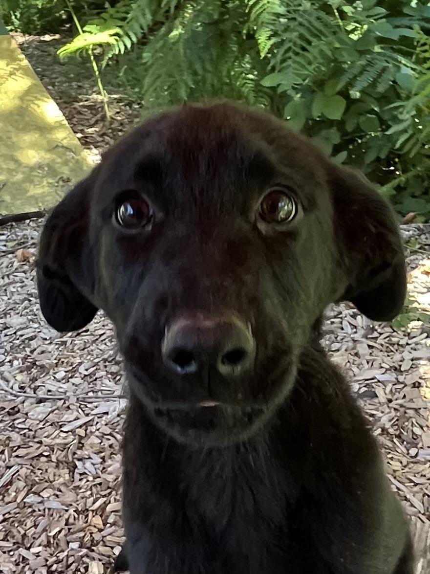 Enlarge Ash, an adopted mixed breed in Snoqualmie, WA image 1/6