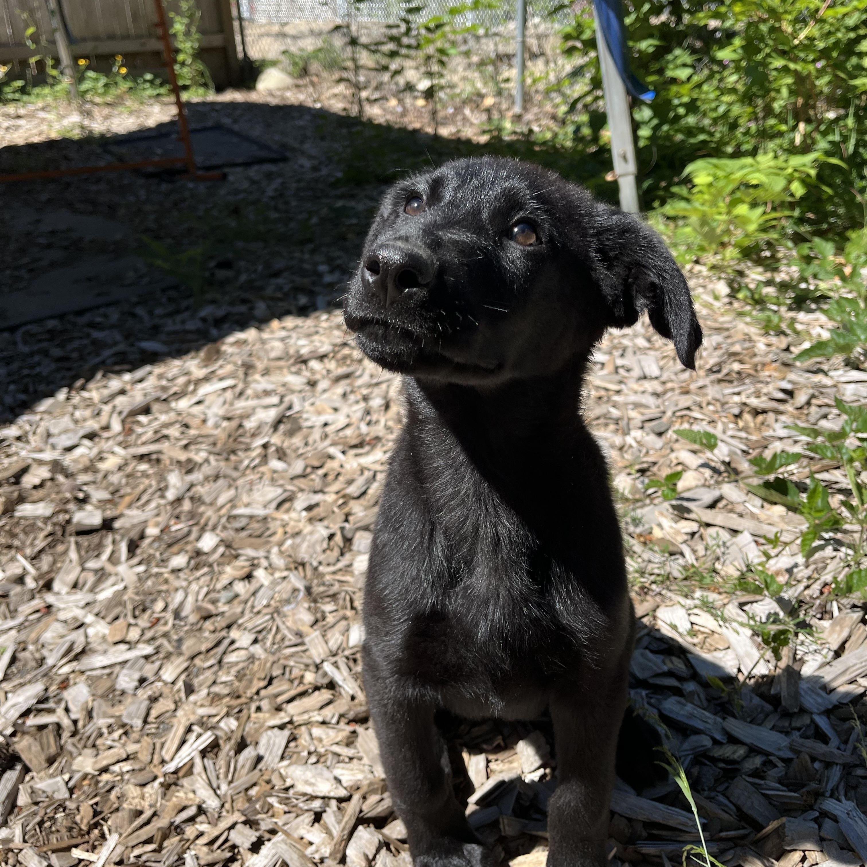Enlarge Ash, an adopted mixed breed in Snoqualmie, WA image 3/6