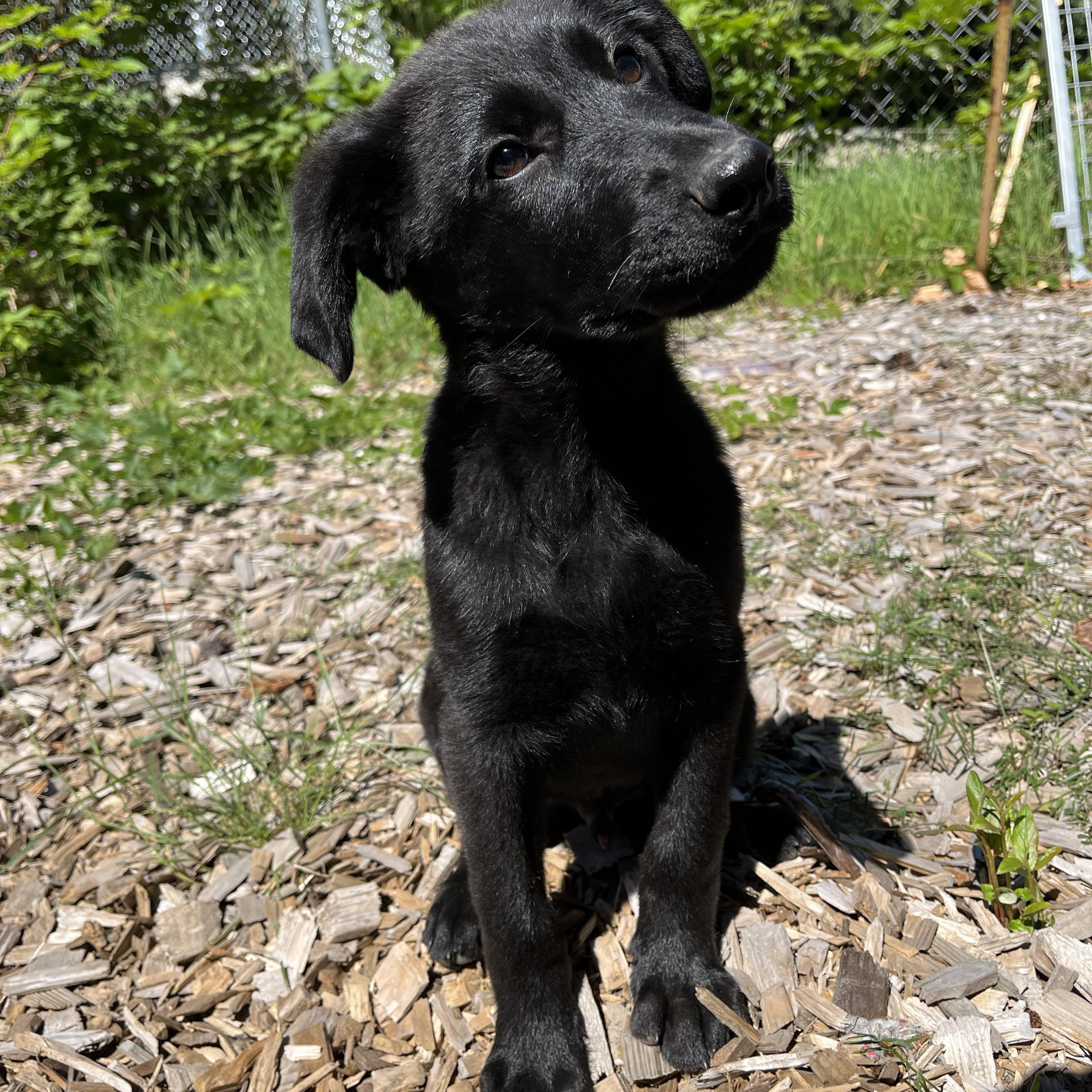 Enlarge Ash, an adopted mixed breed in Snoqualmie, WA image 4/6