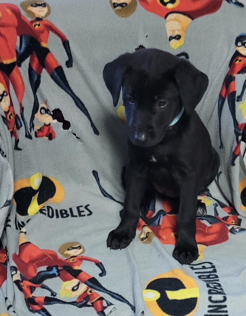 Nugget, Adoptable, Puppy Male Black Labrador Retriever.
