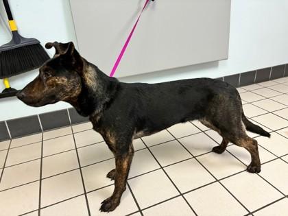 Rosey, a Adoptable Mixed Breed in Largo, FL image 1/2