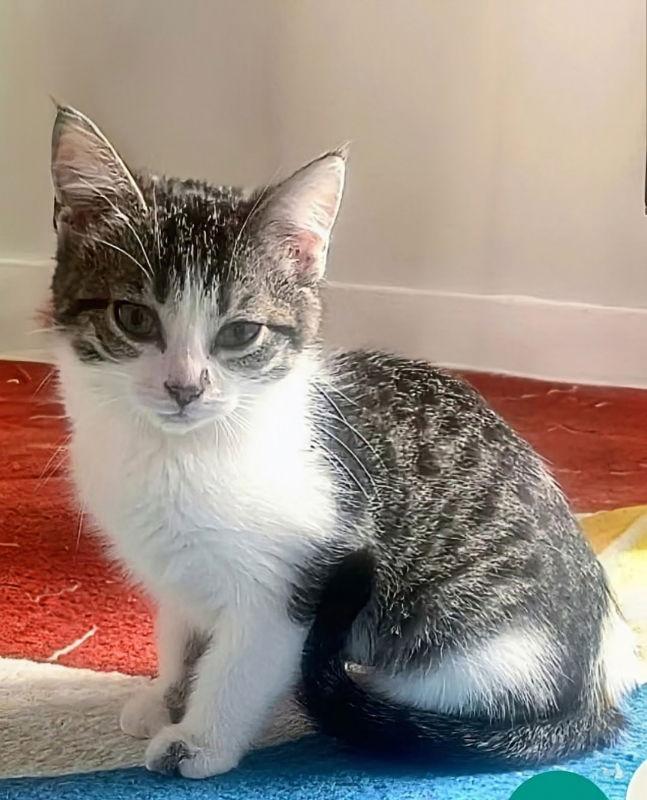 Bug, Adoptable, Young Female Domestic Short Hair & Tabby.