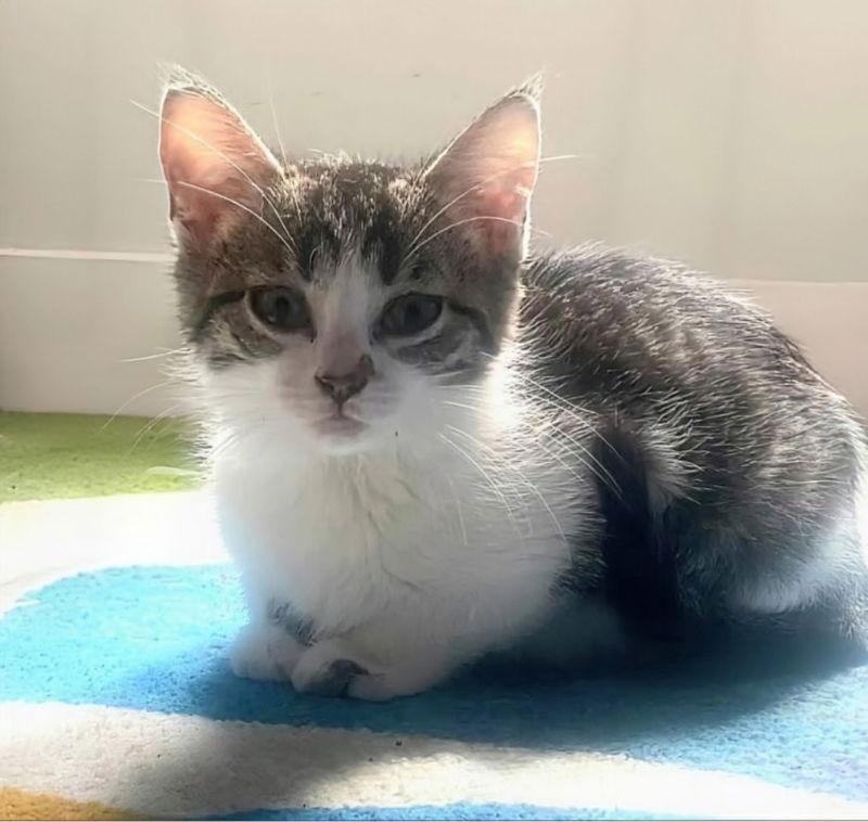 Enlarge Bug, a Adoptable mixed breed in Knoxville, TN image 2/3