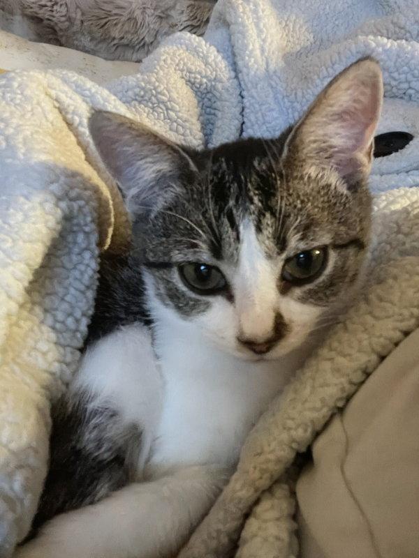 Bug, Adoptable, Young Female Domestic Short Hair & Tabby.