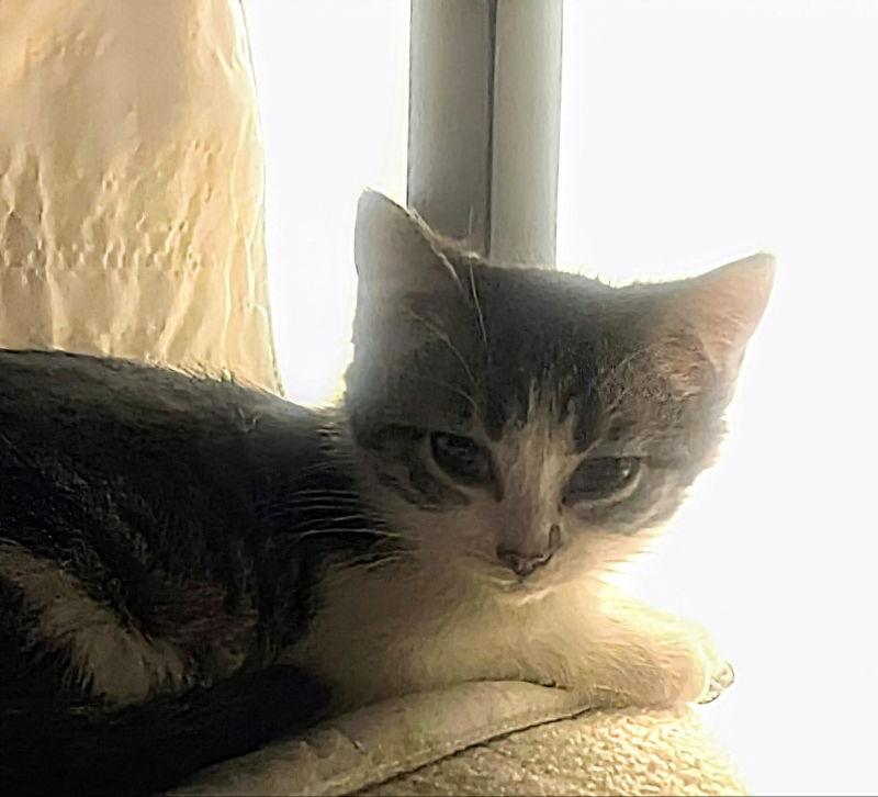 Enlarge Bug, a Adoptable mixed breed in Knoxville, TN image 3/3