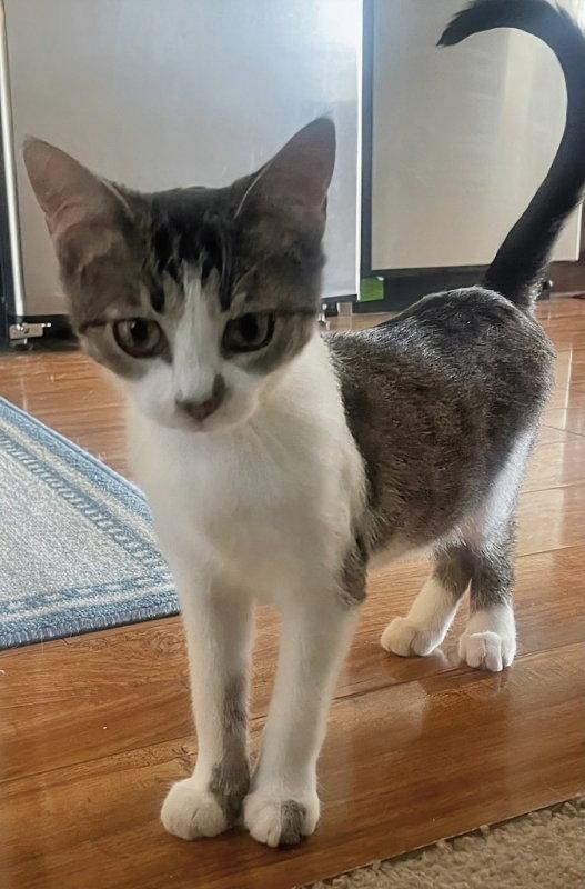 Bug, a Adoptable mixed breed in Knoxville, TN image 2/3