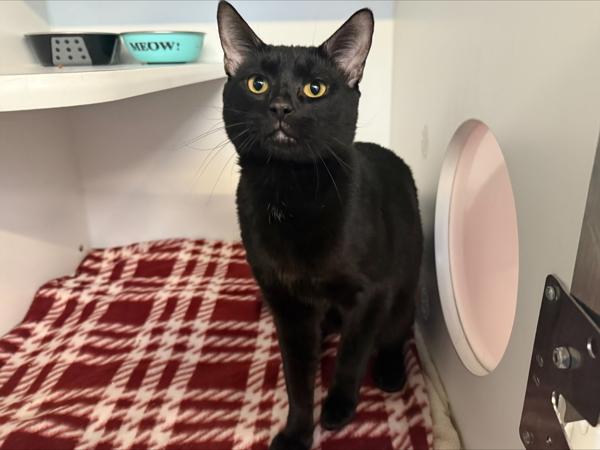 Winston, Adoptable, Young Male Domestic Short Hair.