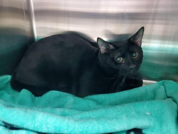 Winston, Adoptable, Young Male Domestic Short Hair.