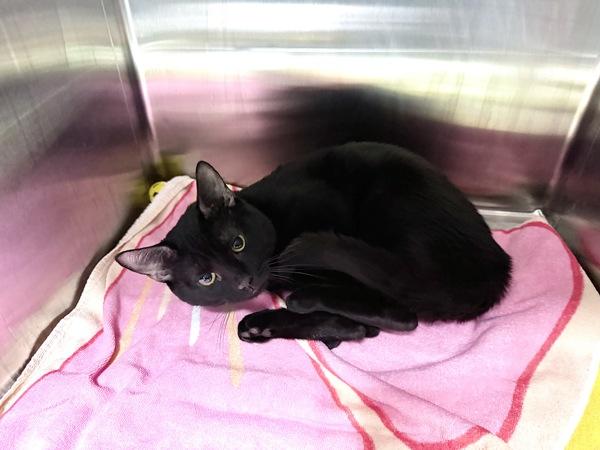 Winston, a Adoptable mixed breed in Staten Island, NY image 2/2