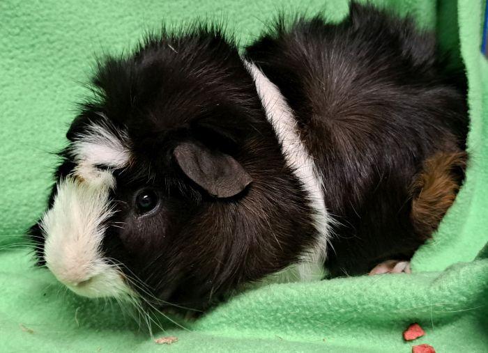 Enlarge Oreo (A), an adopted Abyssinian in Gary, IN image 1/4