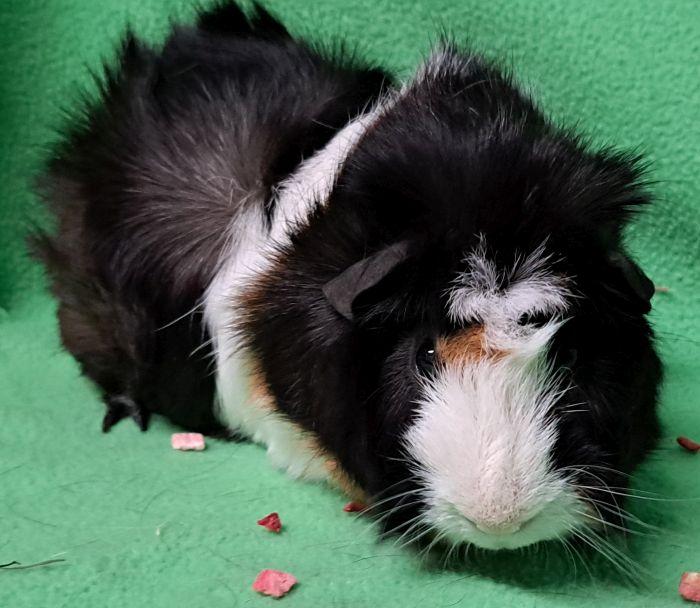 Enlarge Oreo (A), an adopted Abyssinian in Gary, IN image 2/4