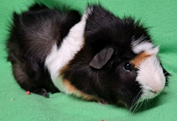 Enlarge Oreo (A), an adopted Abyssinian in Gary, IN image 3/4
